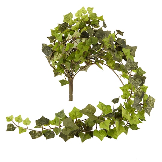 Mini English Ivy Bush Ivy Collection Ashland