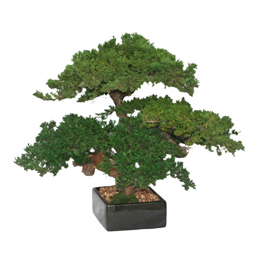 Triple Monterey Bonsai, No Variants