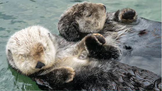 Skip-the-line Vancouver Aquarium Ticket